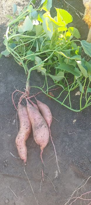 Батат. Солодка картопля