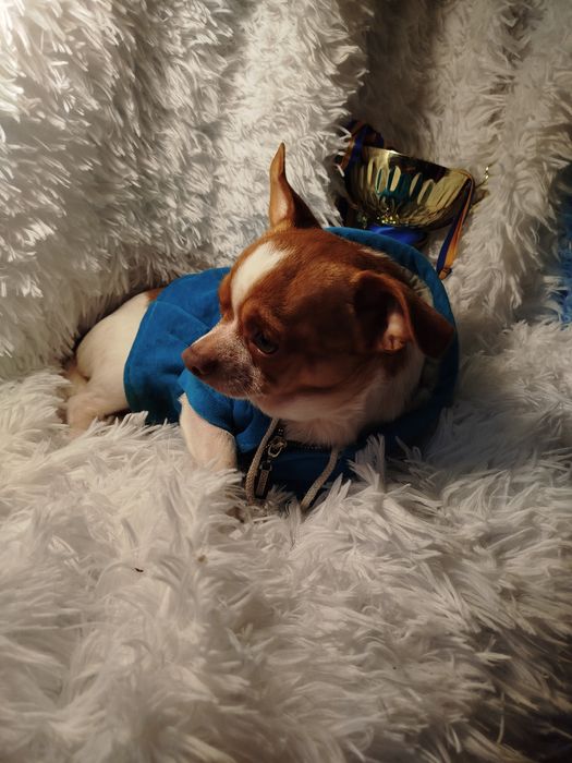 Мальчик чихуахуа белый с рыжиа нам 2 год ищем заботливые руки