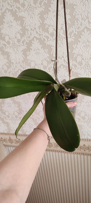 Орхідеї з кашпо колір невідомий