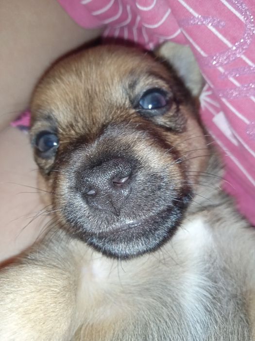 Oddam szczeniaczki za darmo