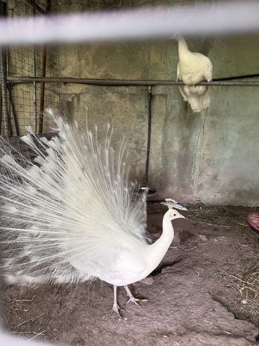Ovos pavão azul, verde, alerquin e brancos