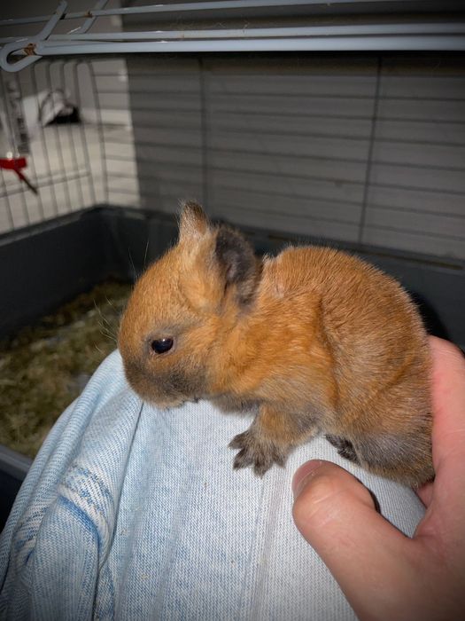Coelhos Anões *Disponíveis*