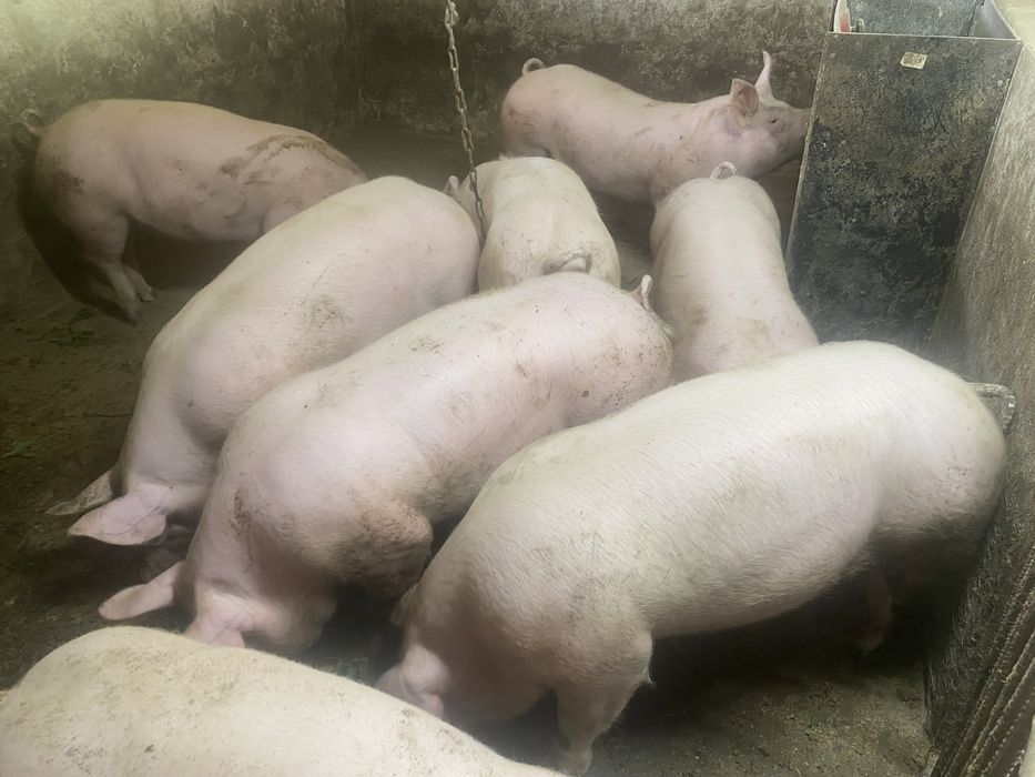 Продам мясні свині
