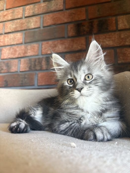Kotka Maine coon