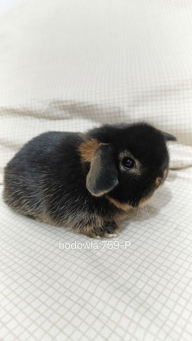 Mini lop króliki karzełek miniaturka baranek hodowla