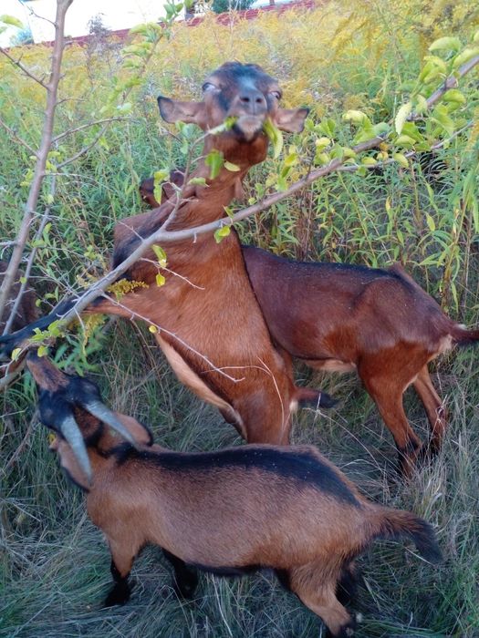 Коза молода погуляна