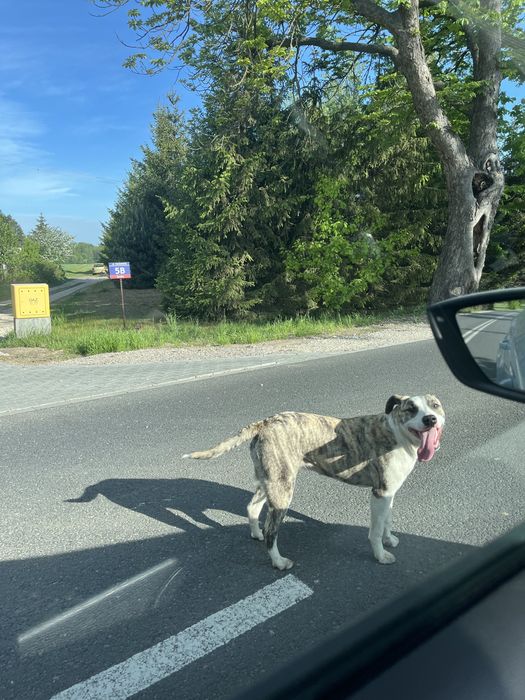 Do adopcji Suczka w typie Amstafa