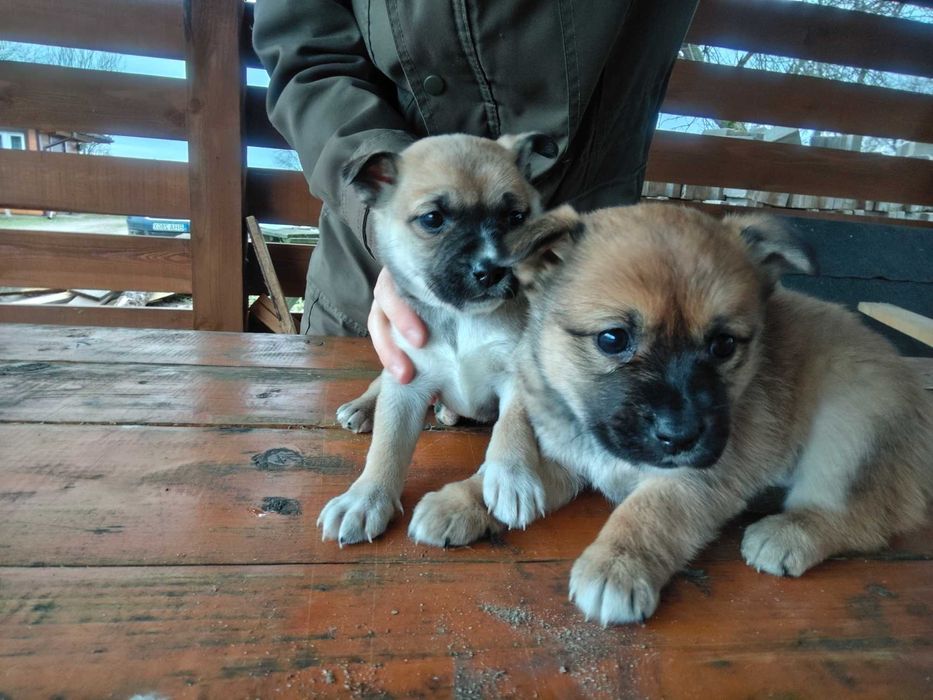 Oddam szczeniaki