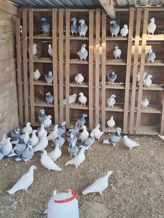 Biale golebie pocztowe