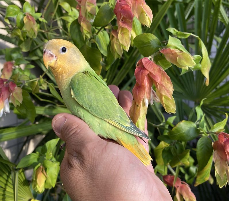Agapornis domesticado