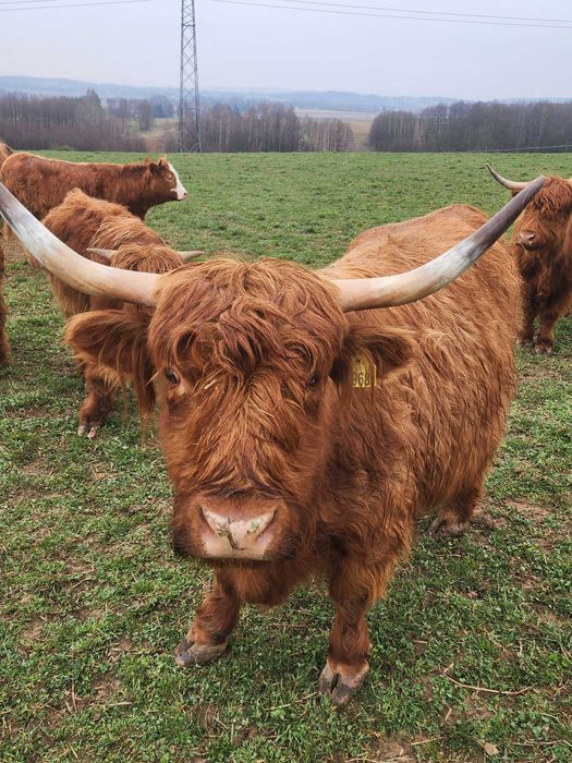 Sprzedam bydło Highland w różnym wieku