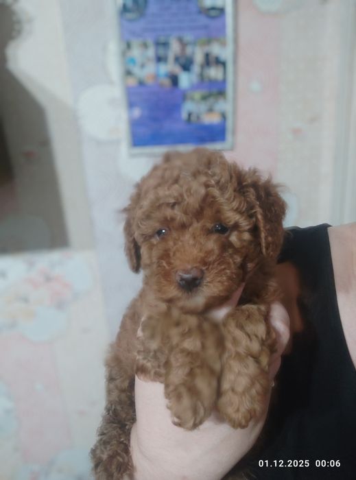 Мальтіпу дівчата та хлопці