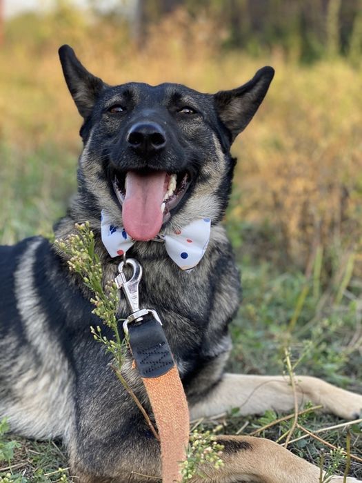 Собака ищет семью