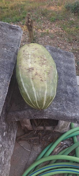 Abóbora  bolina