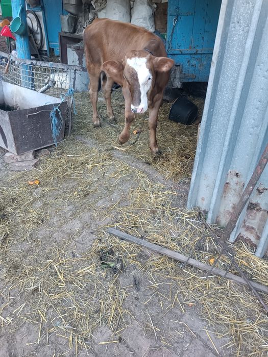 Продам теличку три місяці