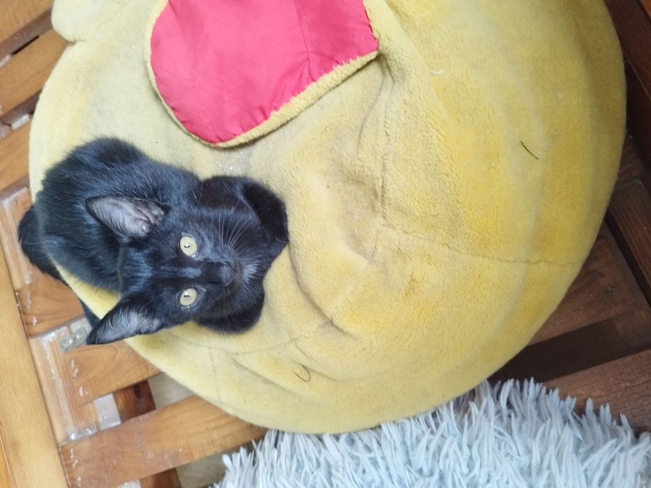 Gatinhos para adoção responsável