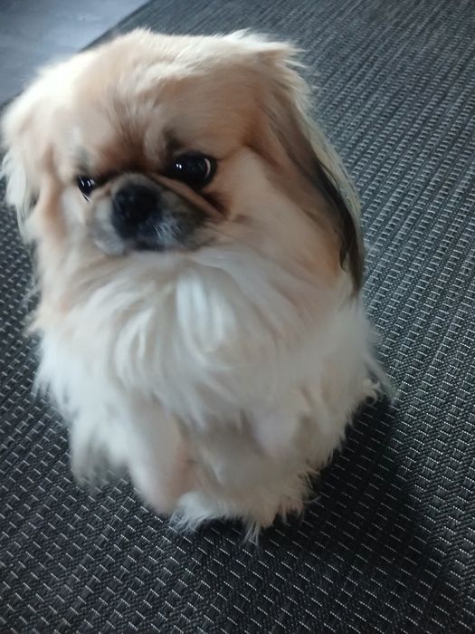 Гарний хлопчик пекінес, запрошуює дівчаток, на побачення