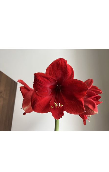 Продам вазон гіппеаструм(лілія)