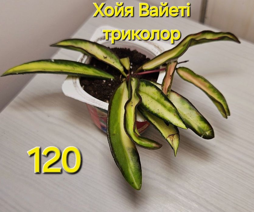 Хойя Вайеті Триколор. Пишні, яскраві кущики.