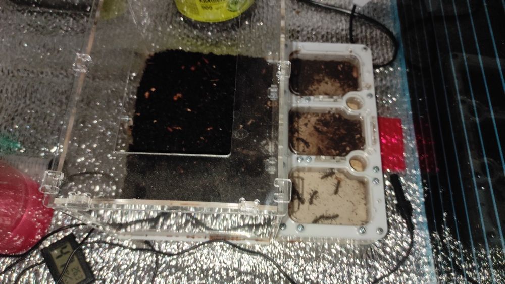 Муравьи пожарники, pachycondyla rufipes, формикарий в комплекте