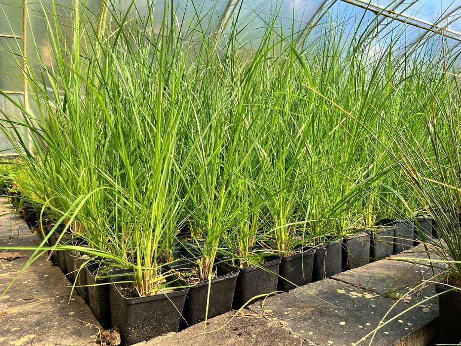 Rozplenica japońska 'Black Beauty' (Pennisetum alopecuroides) 2.5L