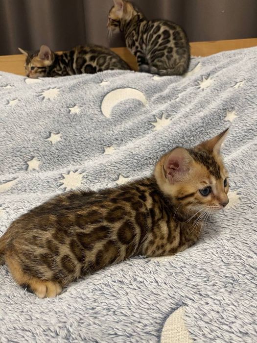 Бенгальські кошенята від батьків з родословною.