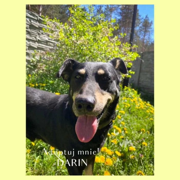 Darin - przyjaciel na dobre i na złe