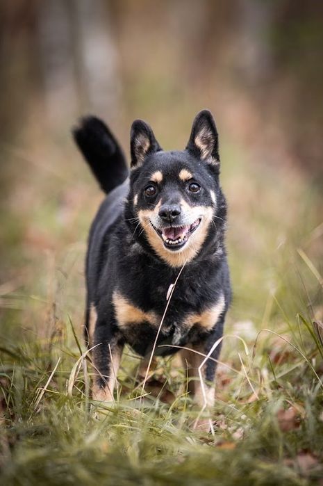 Czarny, superowy kundelek!Charakterny i oddany.Adopcja psa w potrzebie