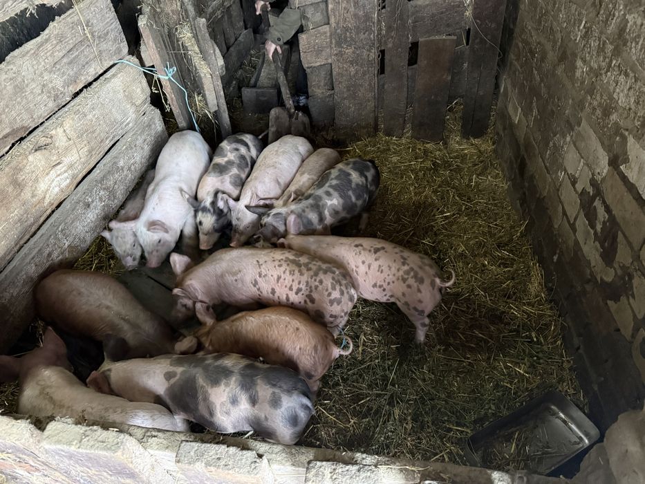 Продаються м'ясні поросята