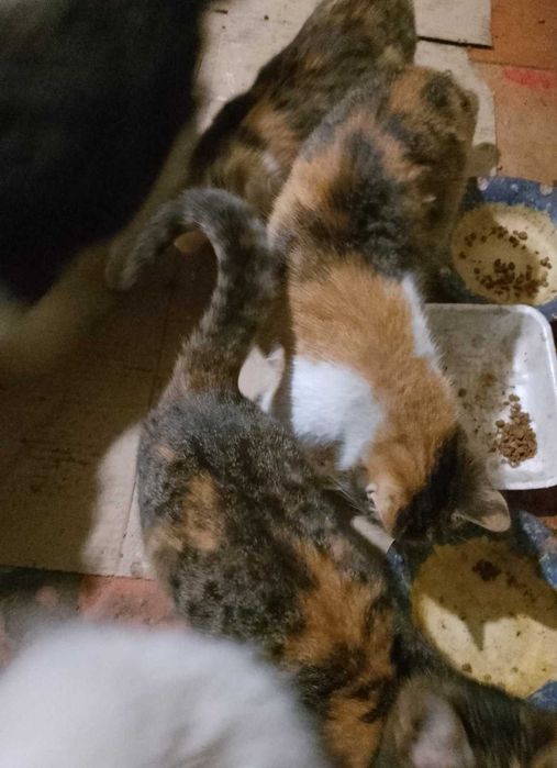 Котики шукають нового господаря