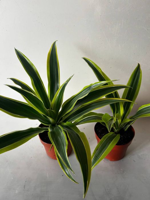 аспарагус драцена спатифіллум сингоніум епіпрнмніум