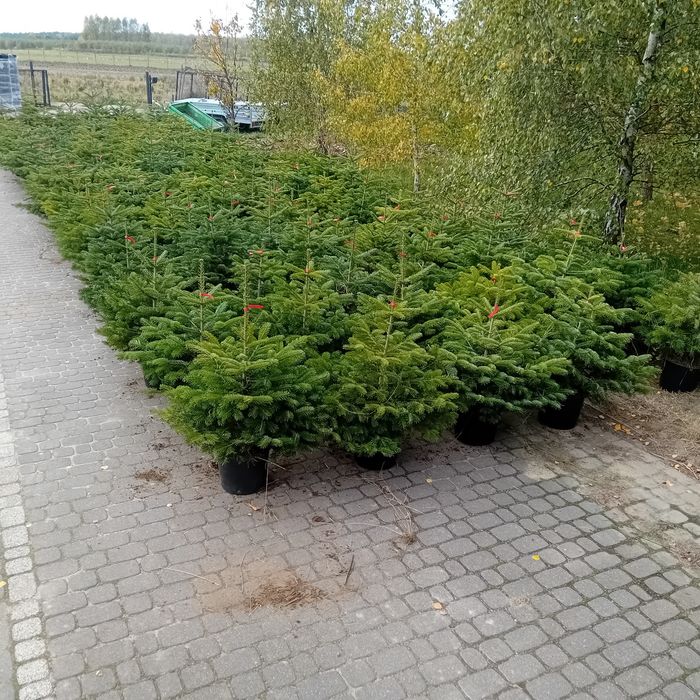 Swierk srebrny 100 140cm.jodla pospolity serbski kopane doniczka