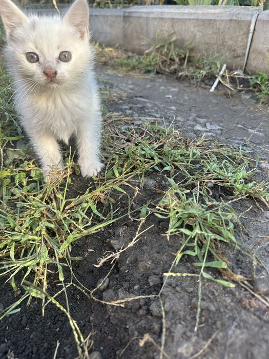 Котики і киці безкоштовно