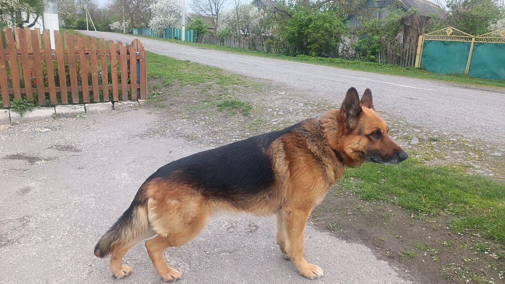 Песик шукає дівчинку .