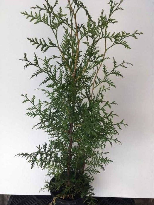 Tuja brabant  do 100cm  w donicy 3l