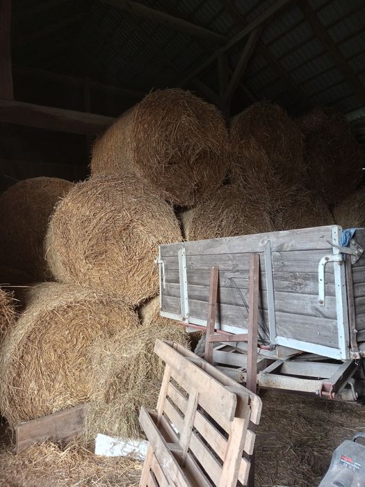 Słoma pszenżytnia 120x130