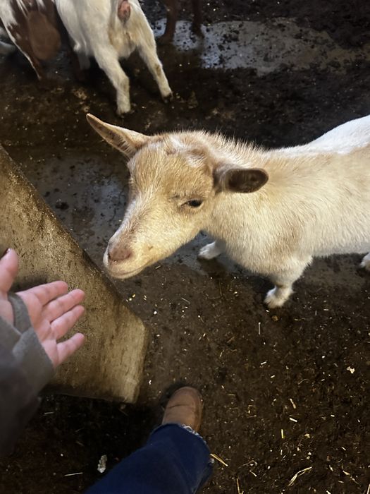 Cabras anãs disponiveis, machos e femeas
