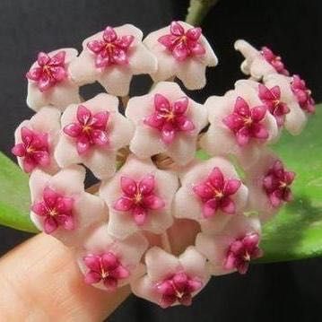 Хойя, Hoya obovata