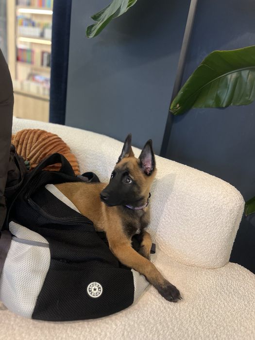 Щенки малінуа бельгійська вівчарка