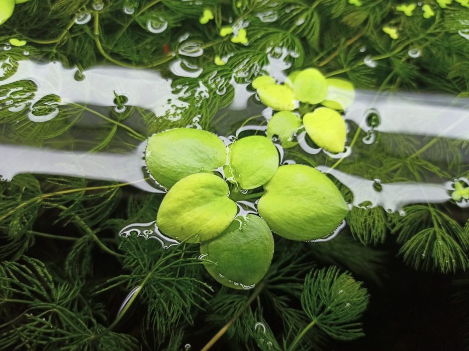 Аквариумные  Креветки,  рыбы, растения, Хелены