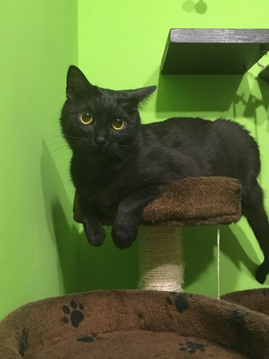 Kot kotka do adopcji