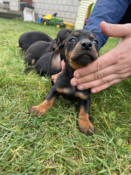 Jamnik miniatirka Szczeniak