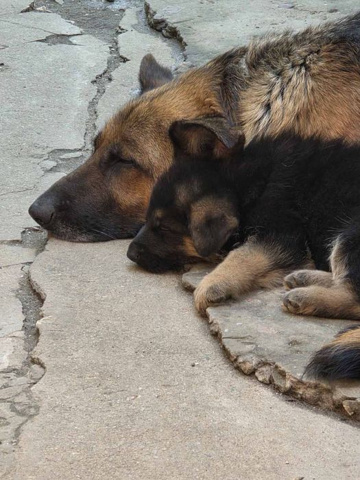 Цуценята німецької вівчарки