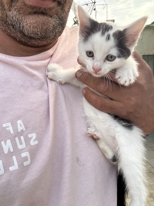 Lindos gatinhos