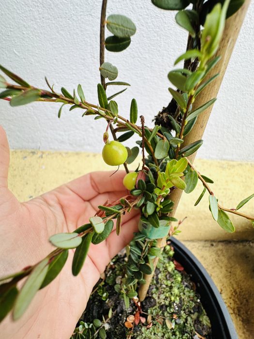 Arbusto ARANDOS SUPER FRUTO