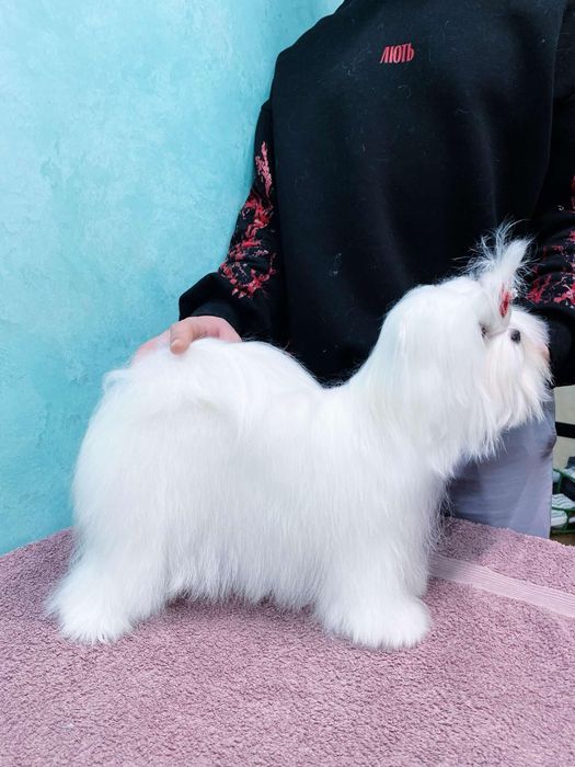 Файна дівчинка міні мальтезе