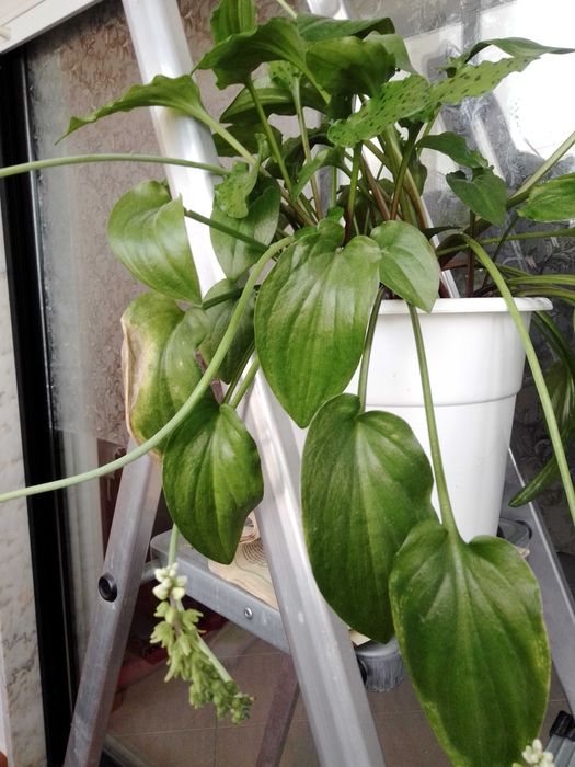 Apenas 5 € Planta para o seu jardim ou interior.