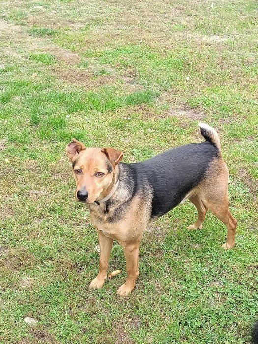 Scooby cudowny młody psiaczek poleca się adopcji