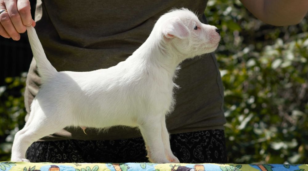 Parson Russell Terrier - piesek ZKwP