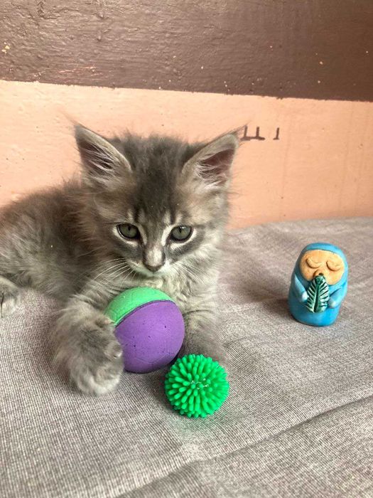 Кошеня терміново шукає сім'ю